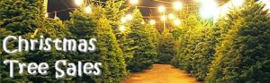 Christmas Tree Sales